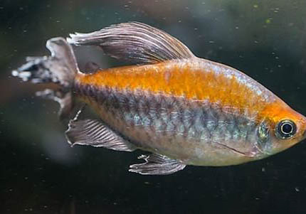 紅色的熱帶魚有哪些