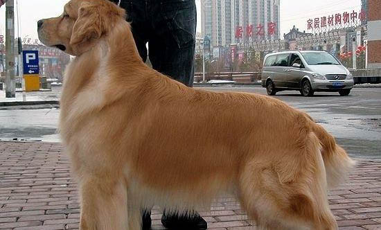 金毛犬作為家庭寵物有哪些優(yōu)點和缺點