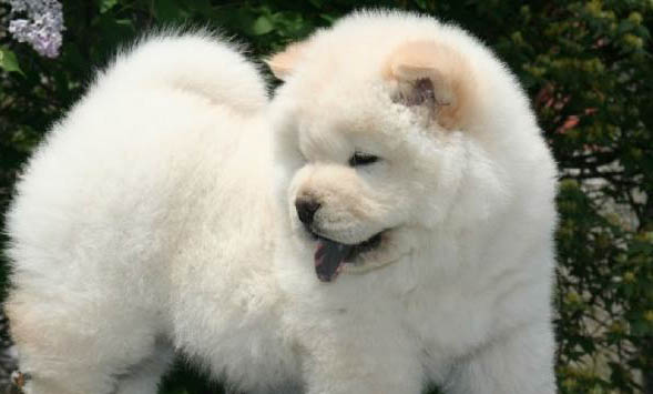 松獅犬生產(chǎn)后惡露多久排干凈