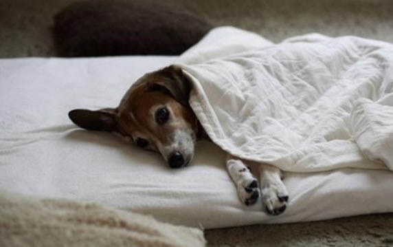 狗狗得了狂犬病會有哪些癥狀