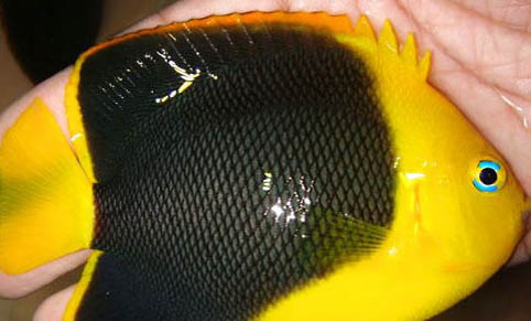 澳洲小彩虹魚好養嗎