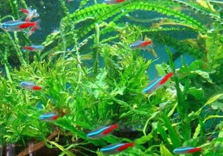 紅綠燈魚能和金魚混養嗎