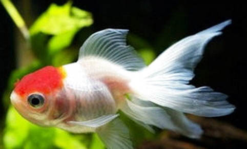 養(yǎng)金魚注意事項有哪些