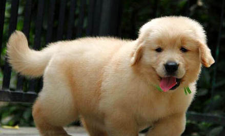 成年金毛犬能游泳多久啊