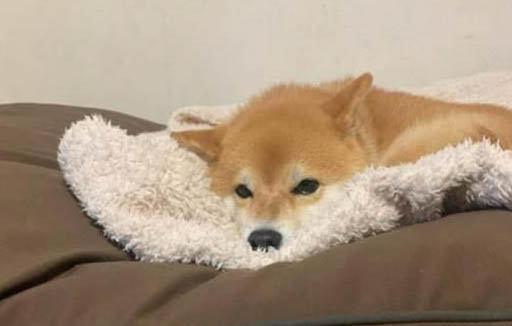 狗狗幾個月可以訓練大小便