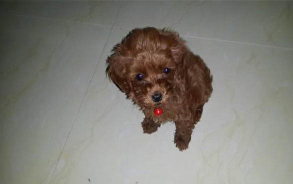 狗狗狗犬瘟熱的初期癥狀