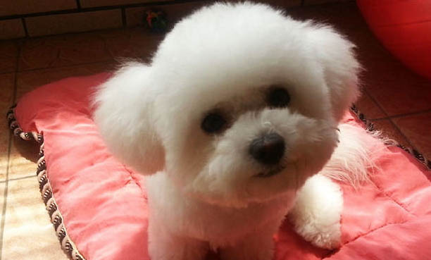 犬瘟不打針要多久才能好