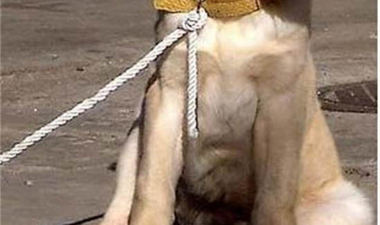 狗狗有事后避孕方法有哪些