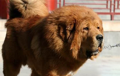 哪里有藏獒幼犬出售