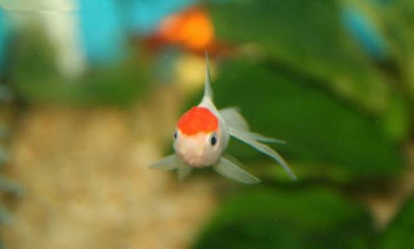 養(yǎng)魚放水草好嗎