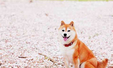 豆柴犬和柴犬的區別