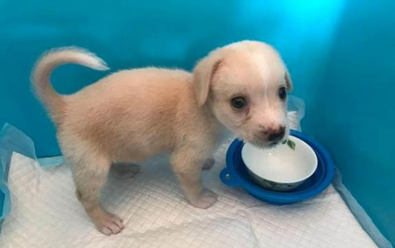 小狗狗得肺炎多久能痊愈