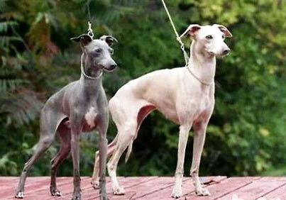 格力犬坐月子注意事項