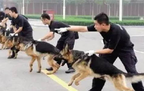 為什么狗狗發育慢呢