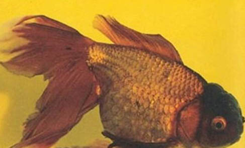 草金魚公母能一起養嗎
