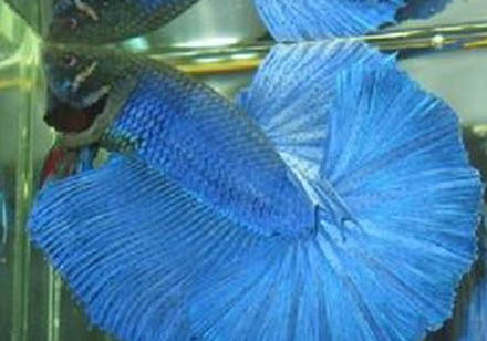 泰國斗魚冬天不加溫會死嗎