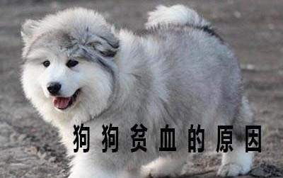 剛買回來的小狗拉稀怎么回事