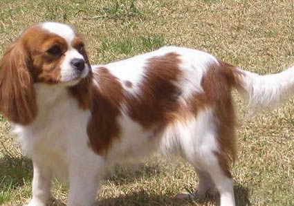 不給田野小獵犬打疫苗行嗎