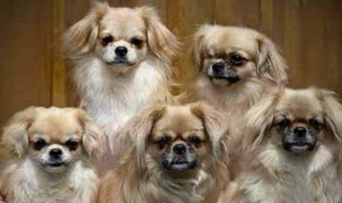 法老王獵犬拉屎太頻繁是因為什么