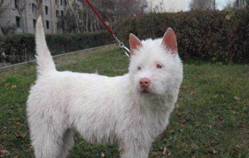 下司犬長毛好還是短毛好
