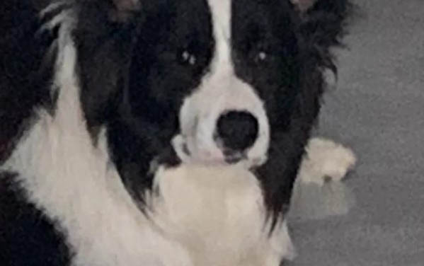 比阿拉斯加犬更大的高加索犬多少錢一只?