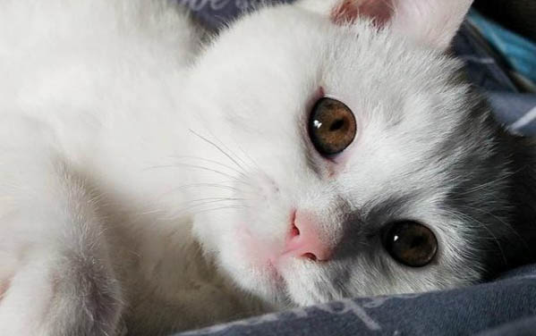 貓咪為什么會在地上打滾?