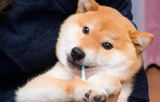 向往的生活中的狗狗是什么品種