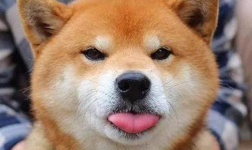 美系秋田犬特點