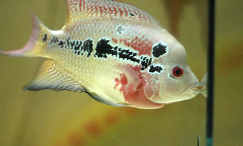 家養(yǎng)熱帶魚多久喂一次