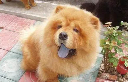松獅犬生產后惡露多久排干凈