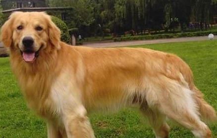 狗狗懷孕初期征兆有哪些癥狀