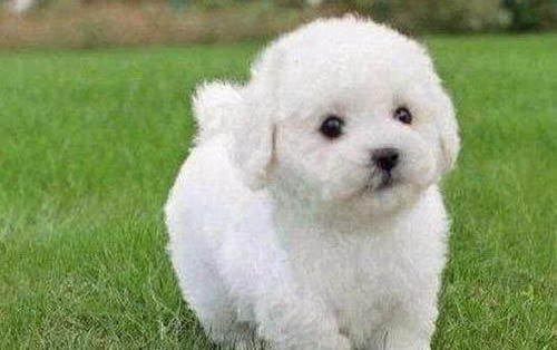 小狗能吃柚子嗎