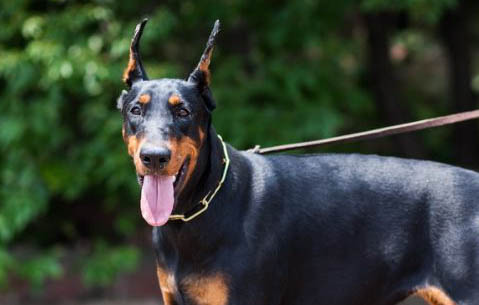 徐囧囧的杜賓犬在哪里