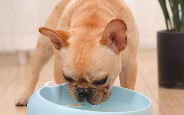 狗狗能吃雙匯火腿腸嗎?