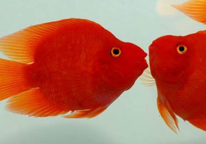 鸚鵡魚(yú)頭朝下倒立怎么回事