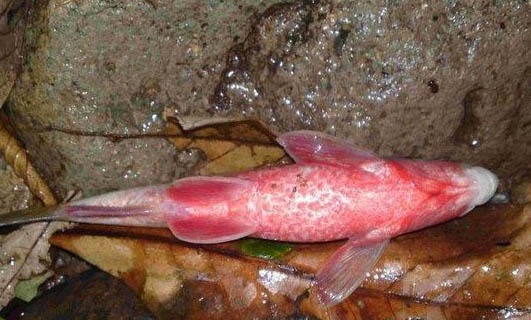 養魚沒有氧氣泵怎么辦呢
