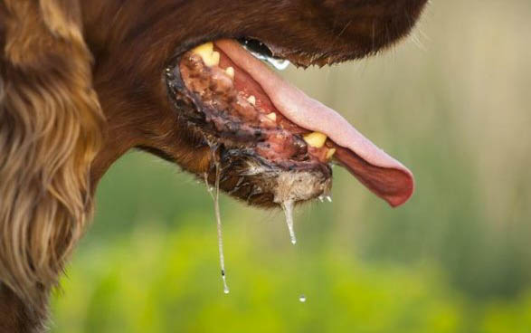 犬蛔蟲病的病癥有哪些?
