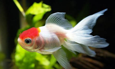 金魚大肚子咋回事