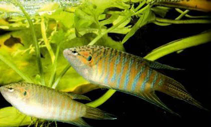 紅寶石魚繁殖需要多久