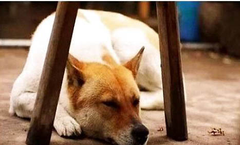 純種中華田園犬哪里有買的