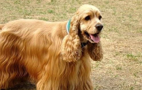 美國可卡犬怎么訓練