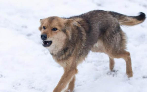 狗狗可以吃人吃的消炎藥嗎