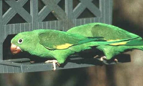 玄鳳鸚鵡怕熱嗎