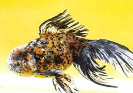 冬天鰱魚開口嗎