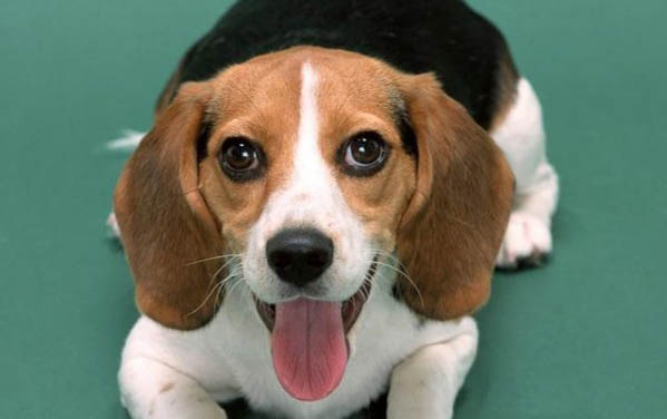 小鹿犬飼養