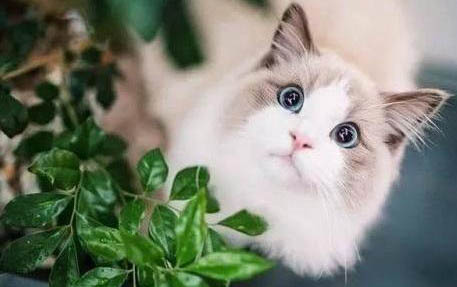 小貓有點打噴嚏可以打疫苗嗎?