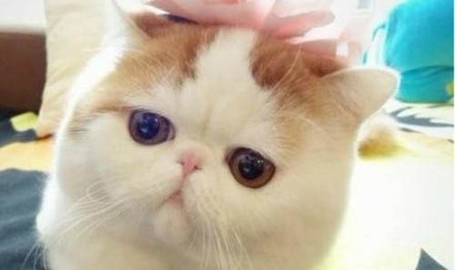 加菲貓飼養攻略?