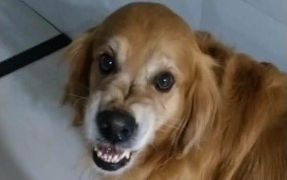 狗狗嘔吐拉稀怎么治療