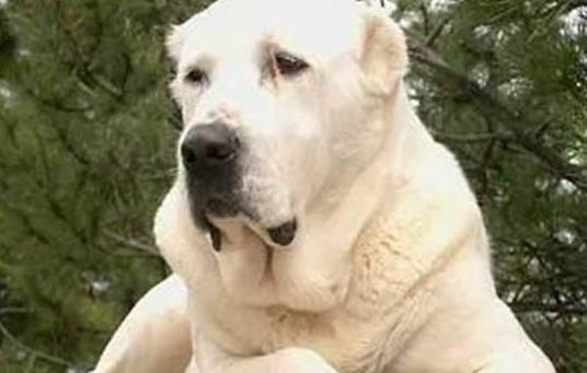 狗狗中暑了是什么反應