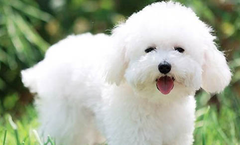 比熊犬智商相當于幾歲